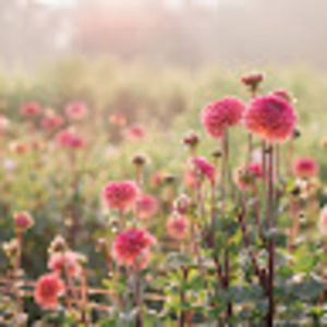 Meet your Posher, Reece